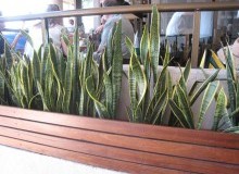 Kwikfynd Plants
karrakup