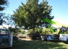 Kwikfynd Tree Management Services
karrakup